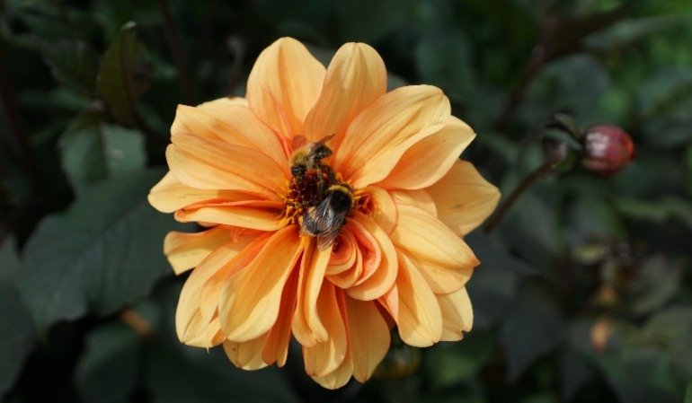 Bild på en blomma med ett bi på sig
