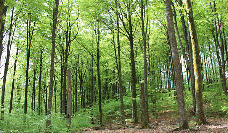 Skog i Stättared