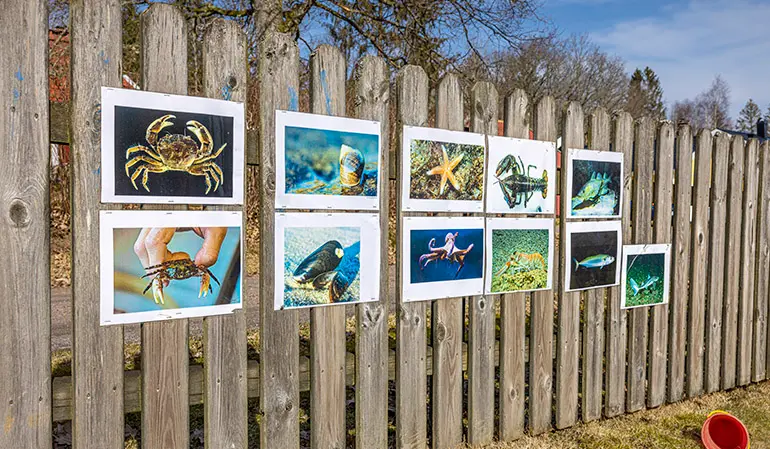 Staket med bilder på olika vattendjur, bland annat mussla och krabba.