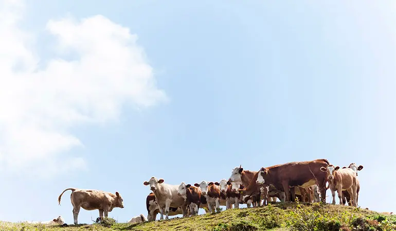 Kor som står på en kulle
